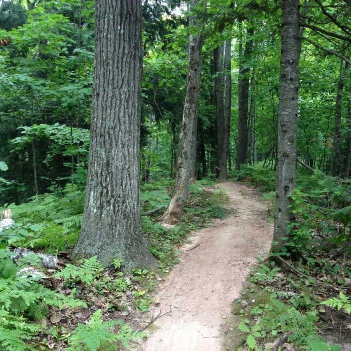 Inner Peace Loop rolling under the forest canopy. Near Inner Peace Loop