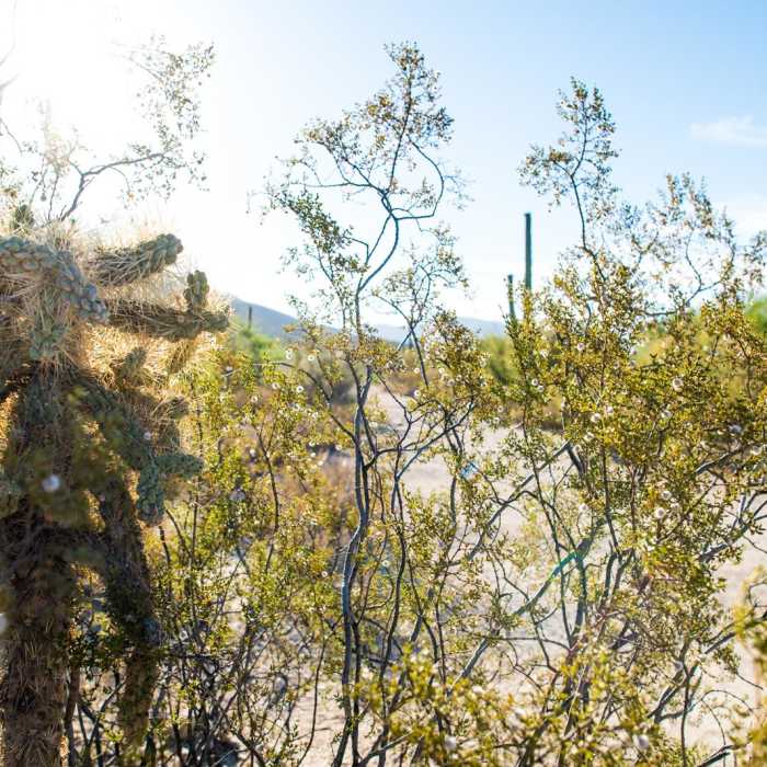 Near Bear Canyon to Seven Falls Trail