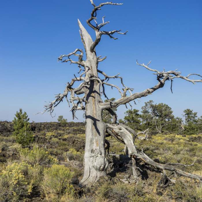 Near Devils Orchard Trail