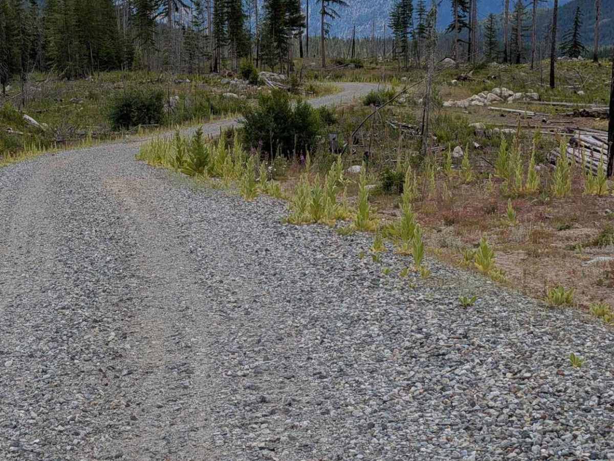 Wickiup Creek Road photo 4