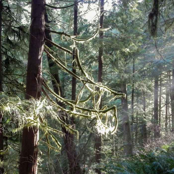 Near Cook's Ridge + Gwynn Creek Trail