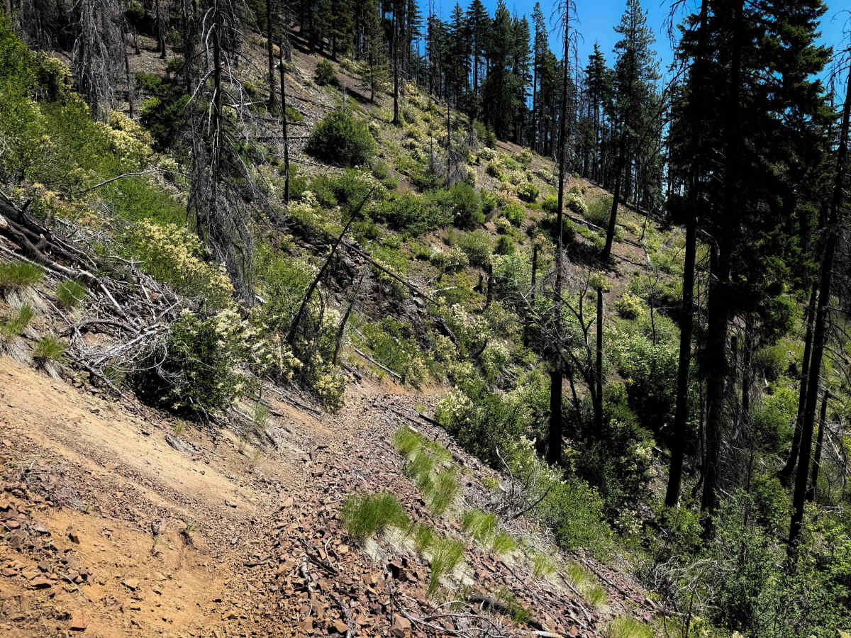 Jungle Creek - FS 1383.1 trail photo