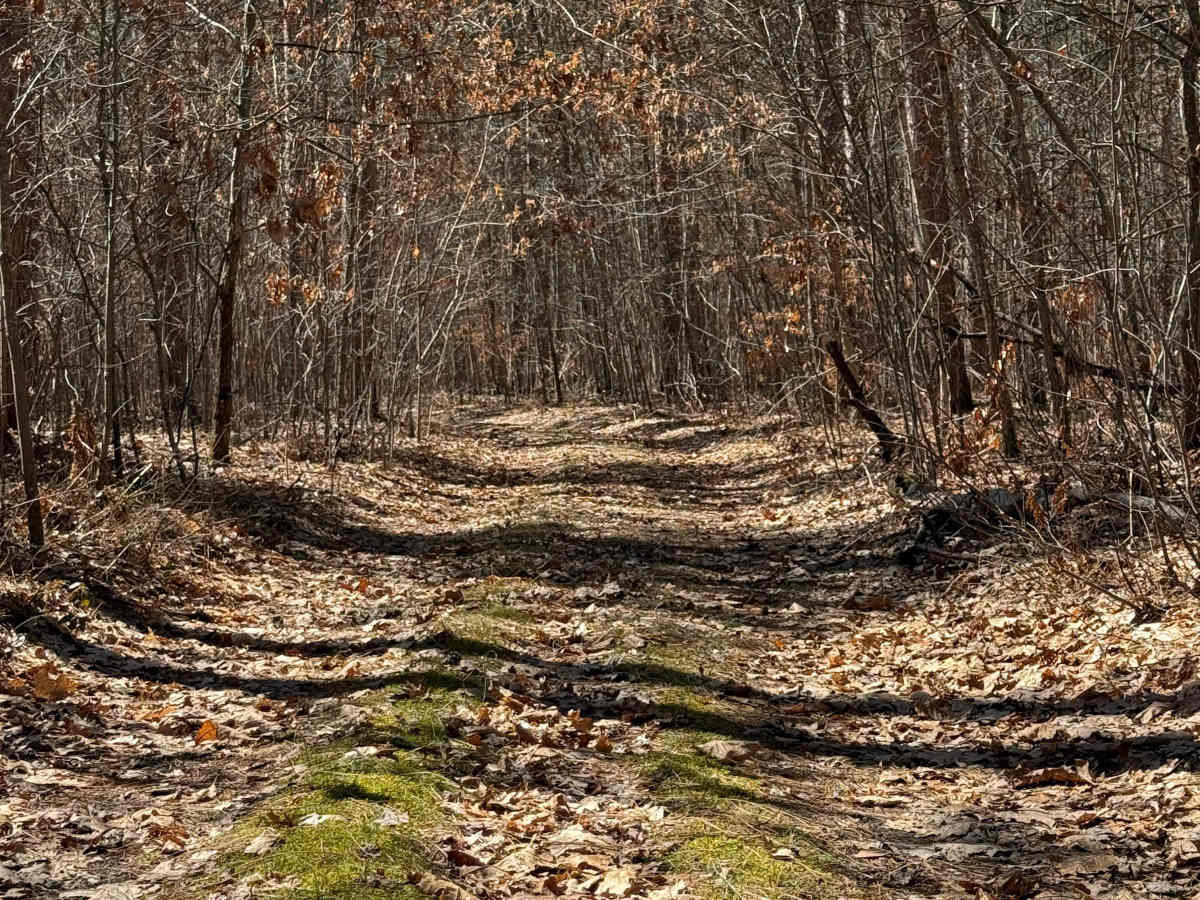 FS 8746 trail photo