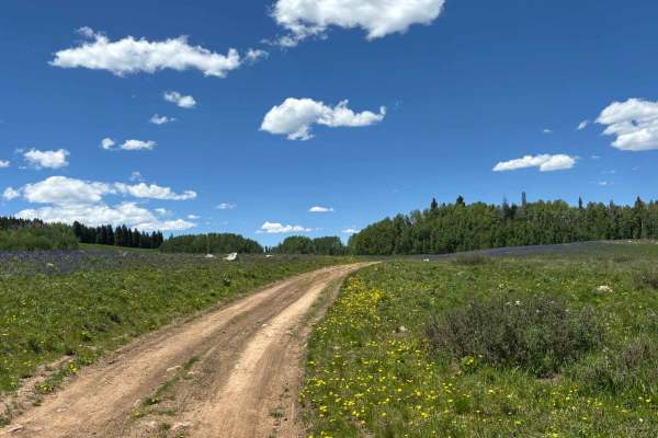 Buttermilk Road