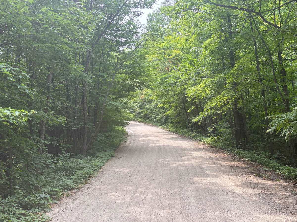 Hannah Ore Forest Road photo 5