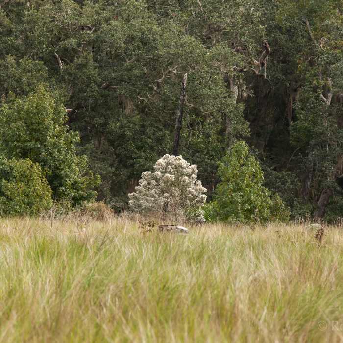 Near Guana Tolomato Matanzas 9-Miler