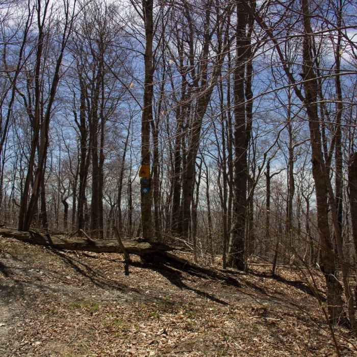 Near Berlin Mountain + Taconic Crest Trail Near Berlin Mountain + Taconic Crest Trail