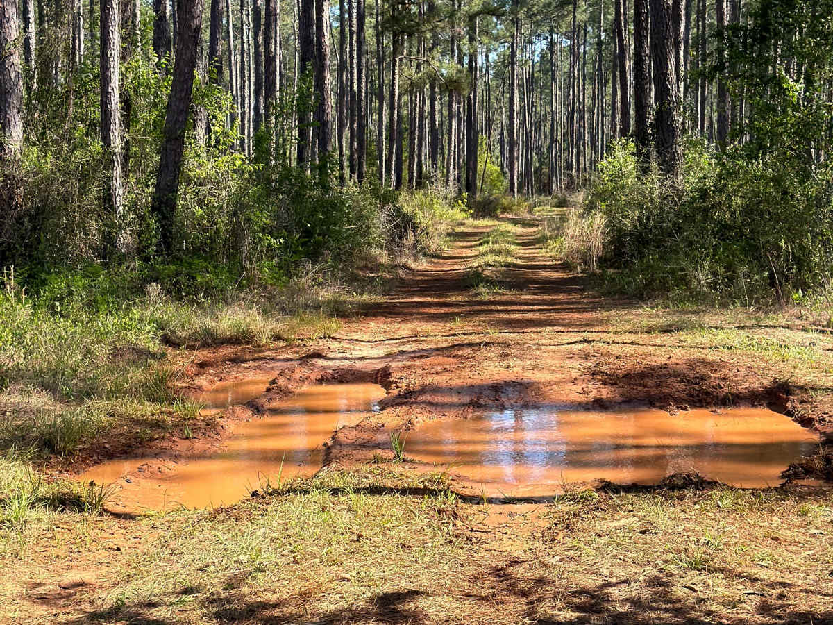 R 137 trail photo