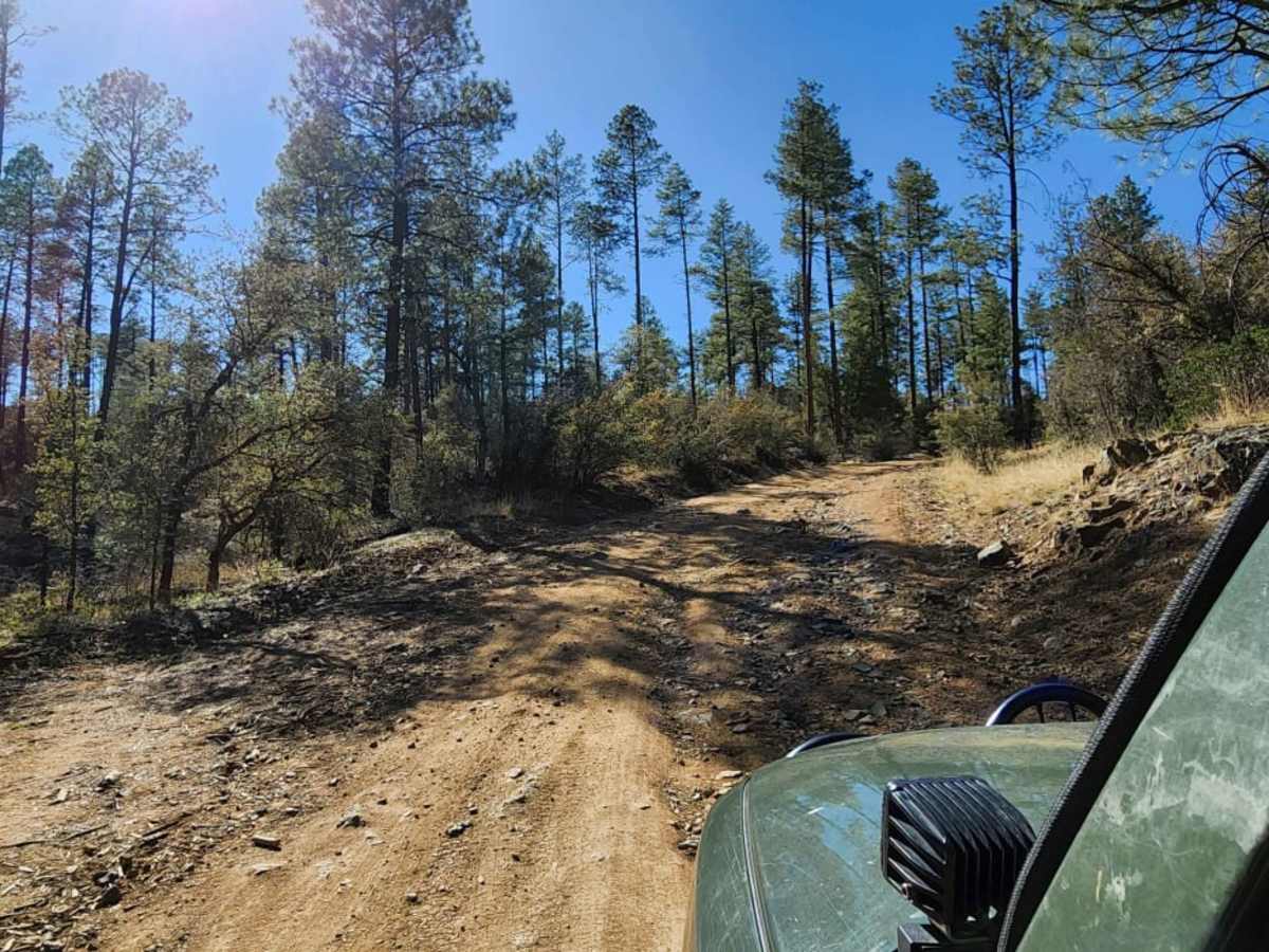 Jack Pine Road photo 6