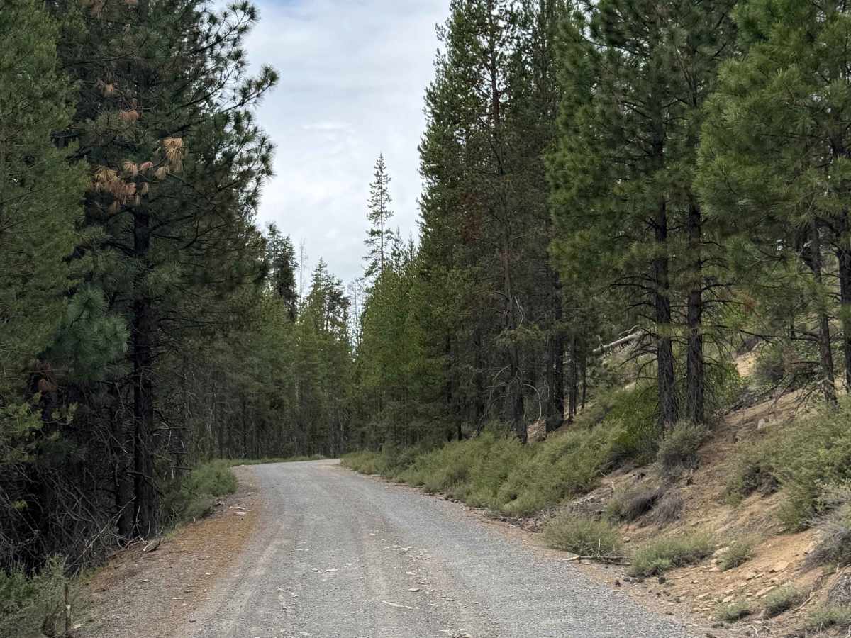 Corral Springs Road - FS 9774 photo 6