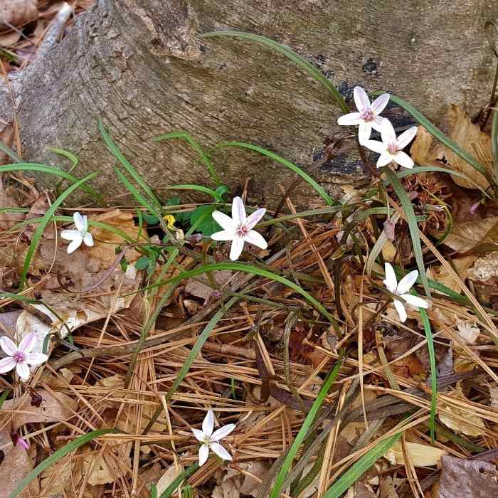 Near Laurel Bluffs Trail (East)