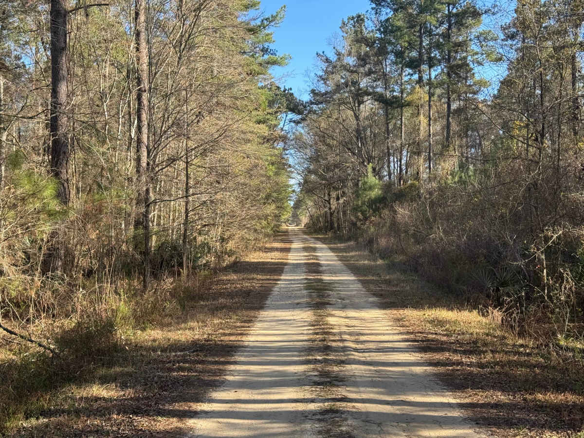 Jackson Island Road photo 6