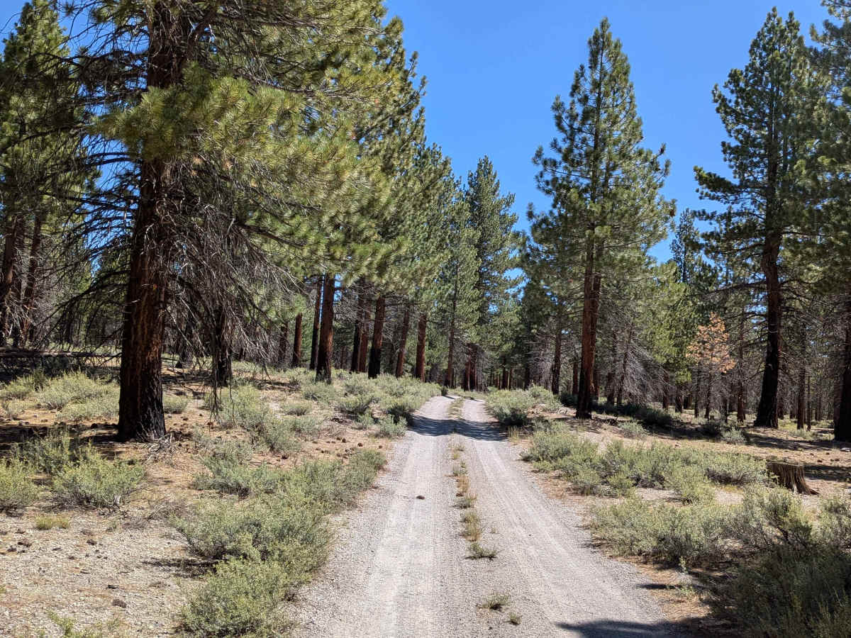 Forest Service Road 2S40 trail photo