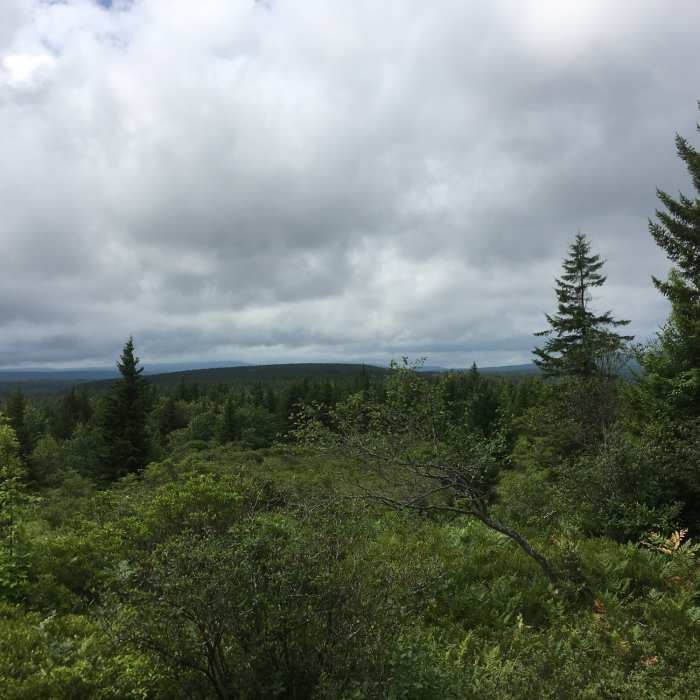 Near Blackbird Knob Trail