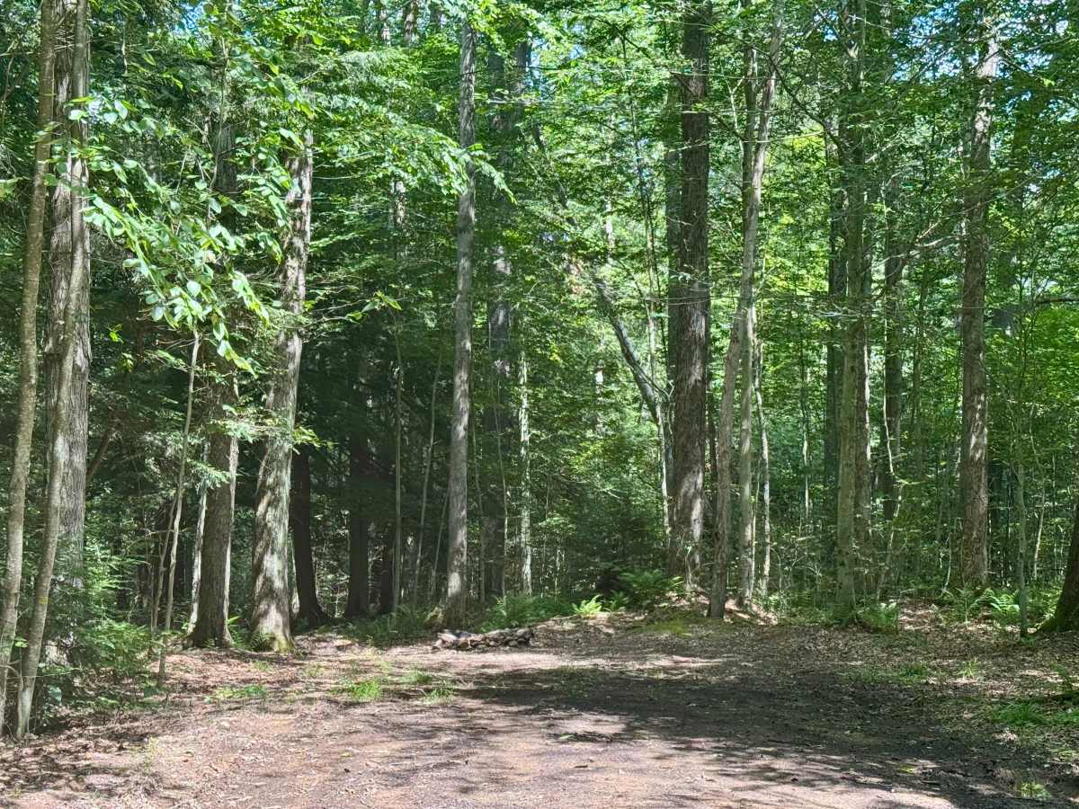 Owls Nest Road - FS 136 photo 5