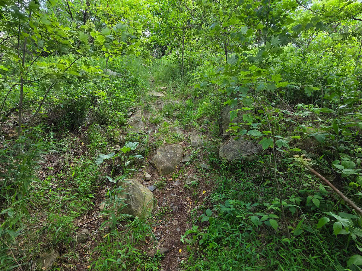 Single Track F trail photo