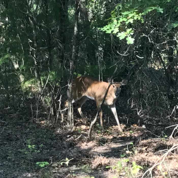 Near 1886 Trail