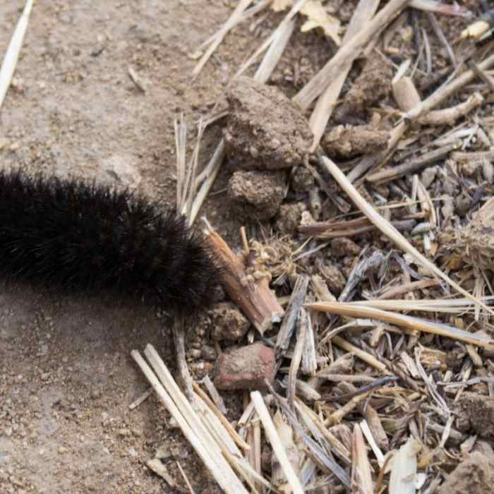 Near Los Penasquitos Canyon Preserve