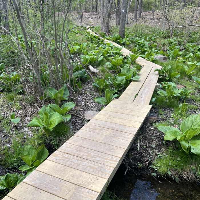 Near Robin's Trail