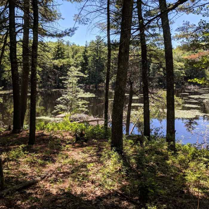 Echo Pond with a beaver dam at the water's edge Near Rocky Woods Loop