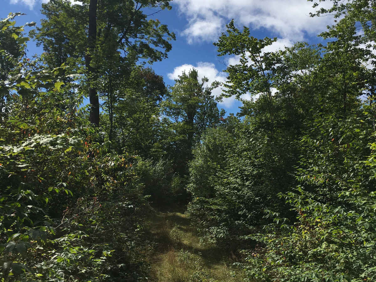 Blackberry Lane photo 3