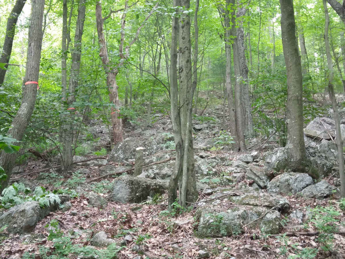Oak Street photo 5