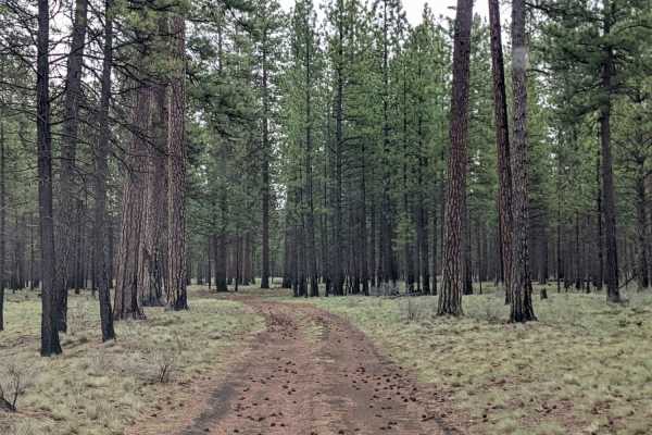 Black Butte Backdoor - NF1012-500