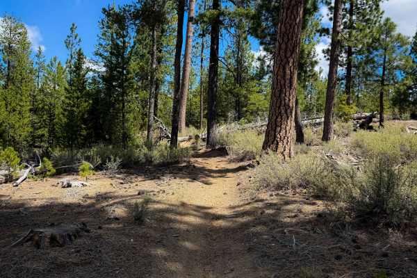 Trail 31