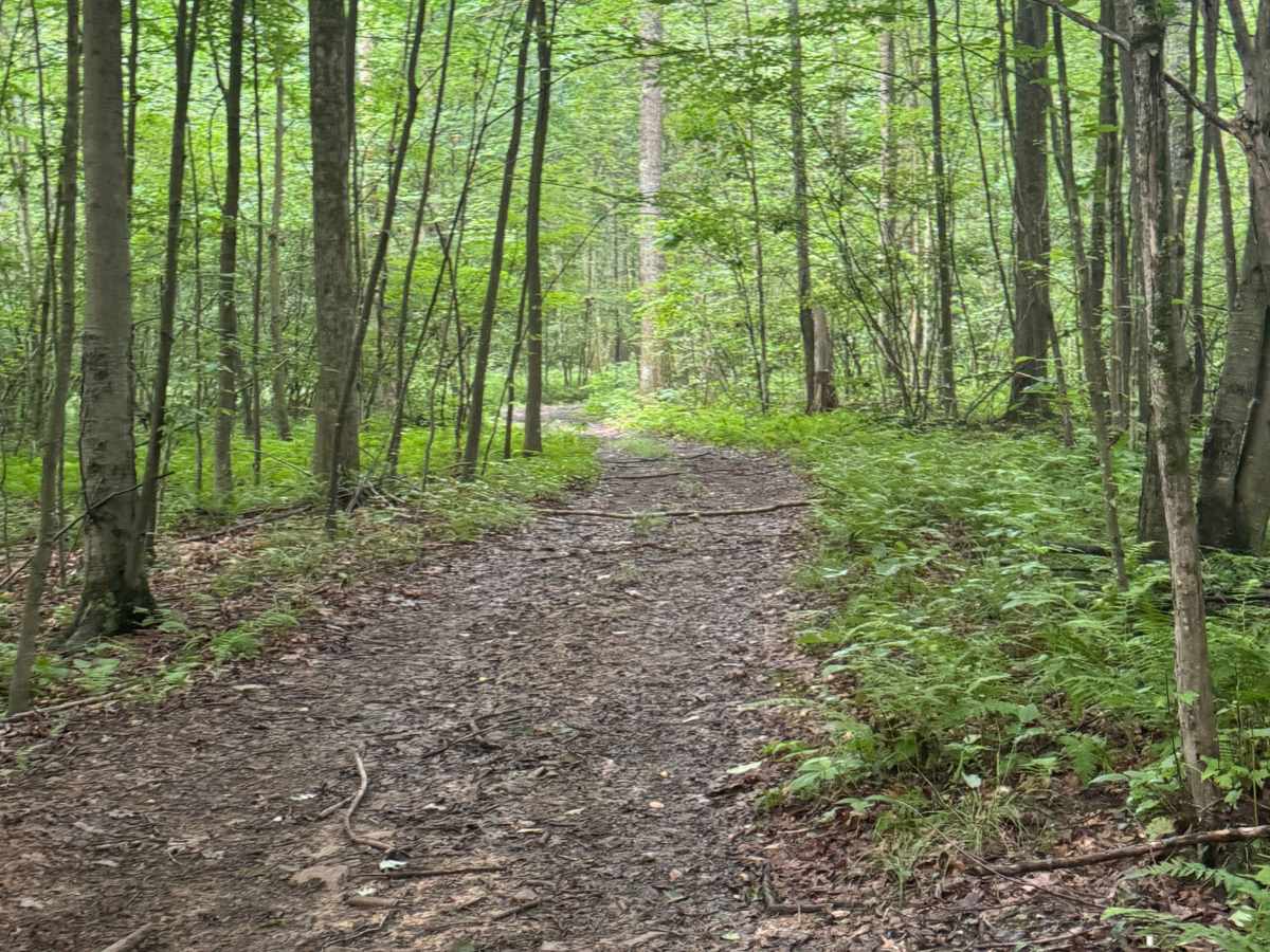 Trail 55 photo 5