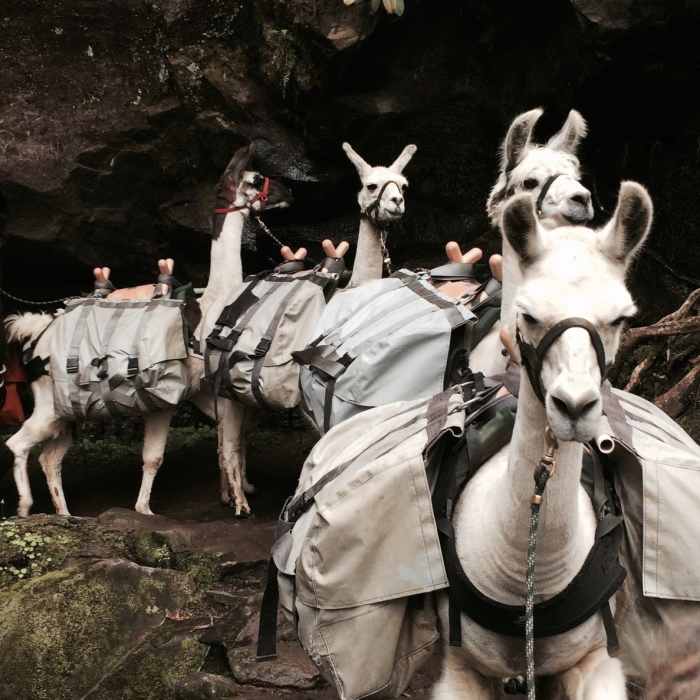 Pack Llamas Near Grotto Falls
