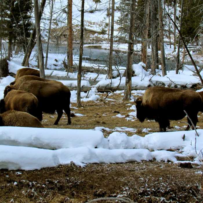 Near Mary Mountain-Nez Perce