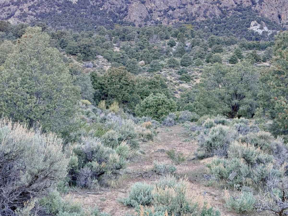 South Trail McLeod Bypass - FS 43340 photo 6
