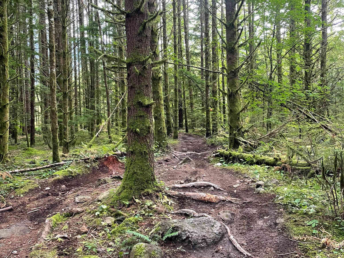 Even Flow North Connector trail photo