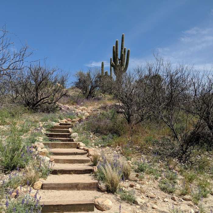 Near Romero Ruin Interpretive Trail