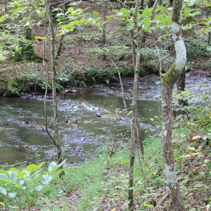One of the streams you travel along. Near South Loop
