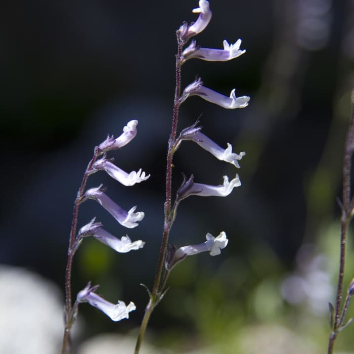 Near South Fork of the Payette River, Benedict, Rock Slide, Three-Island Lakes + Ingleborg Divide