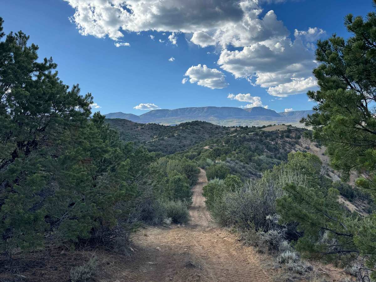 BLM 8453F photo 5
