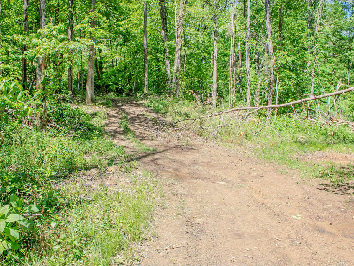RBS19  photo 5