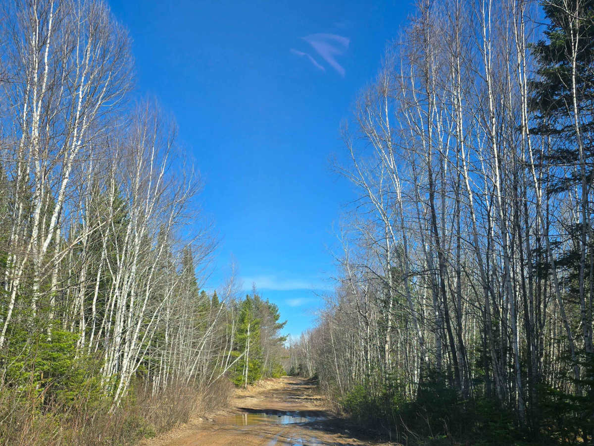 Noonan to Penniac Road trail photo