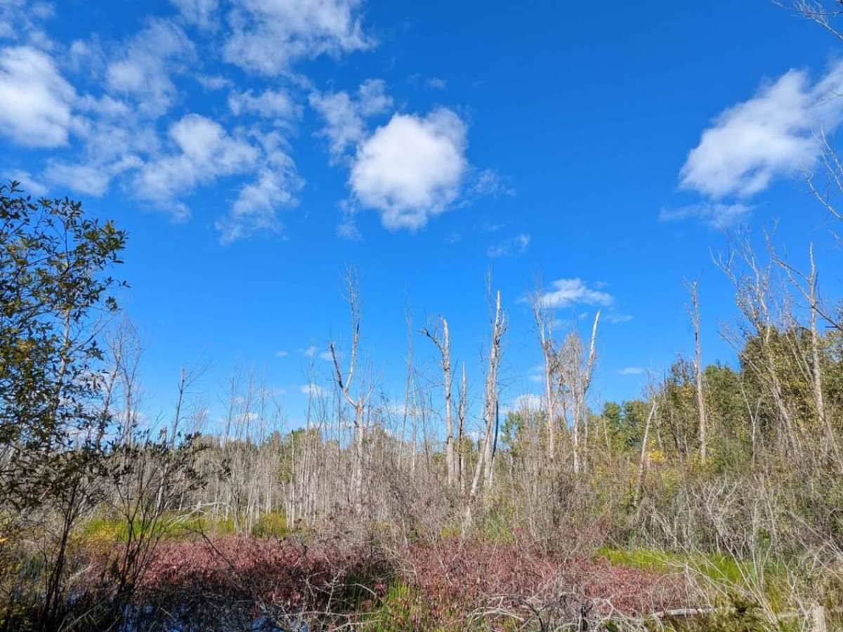 Marl Creek Road 765/760 photo 5
