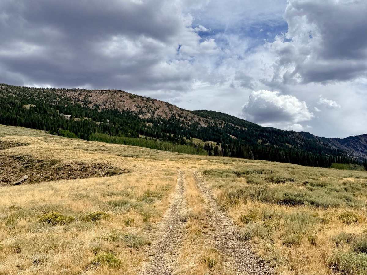 Sammy - FS 16284 trail photo