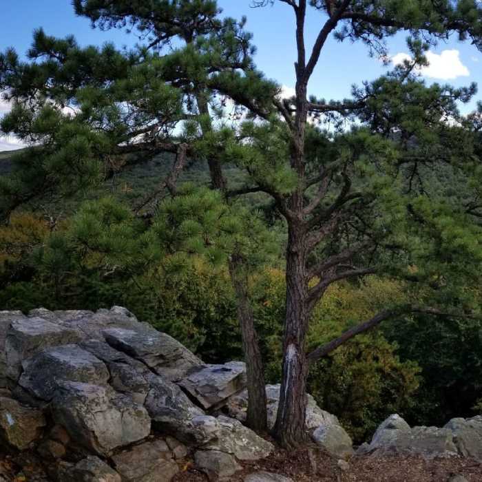 Near White Rocks Trail (Center Point Knob Hike)