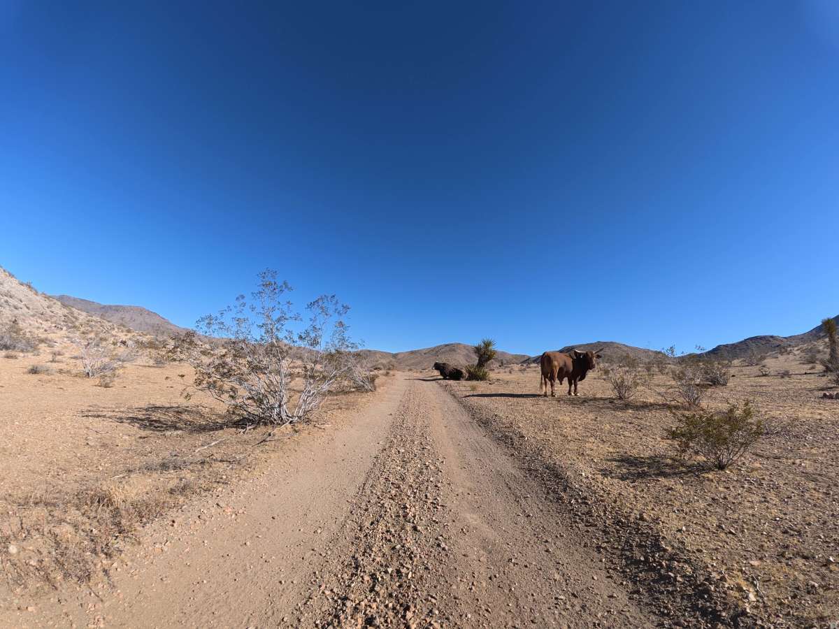 BLM 0M6627 photo 2