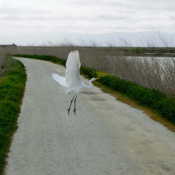 Egret flies across the path Near Seasonal Loop Trail