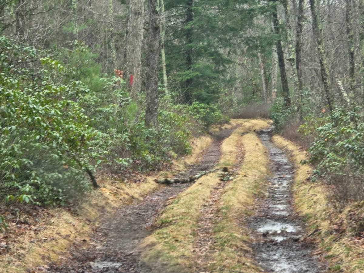 Red Tongue Trail photo 3