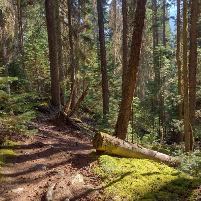 Near Swift Creek Trail