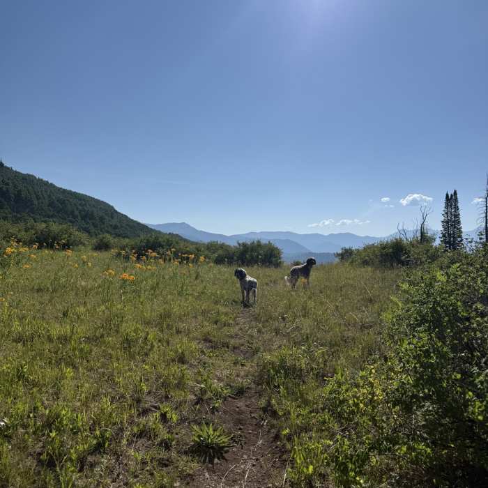 Near Windy Pass Trail