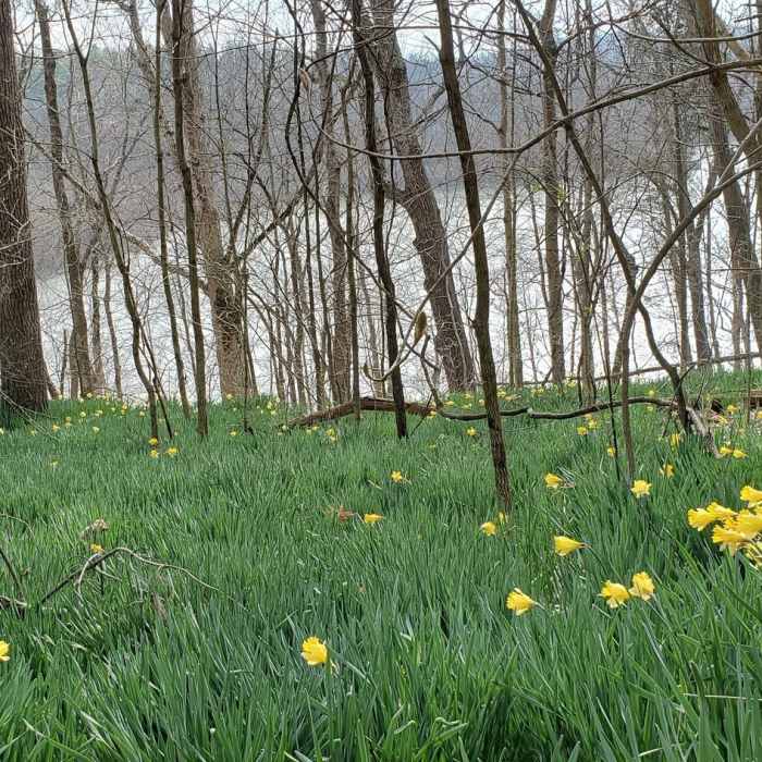 Daffodils in bloom. Near Two Lakes Trail