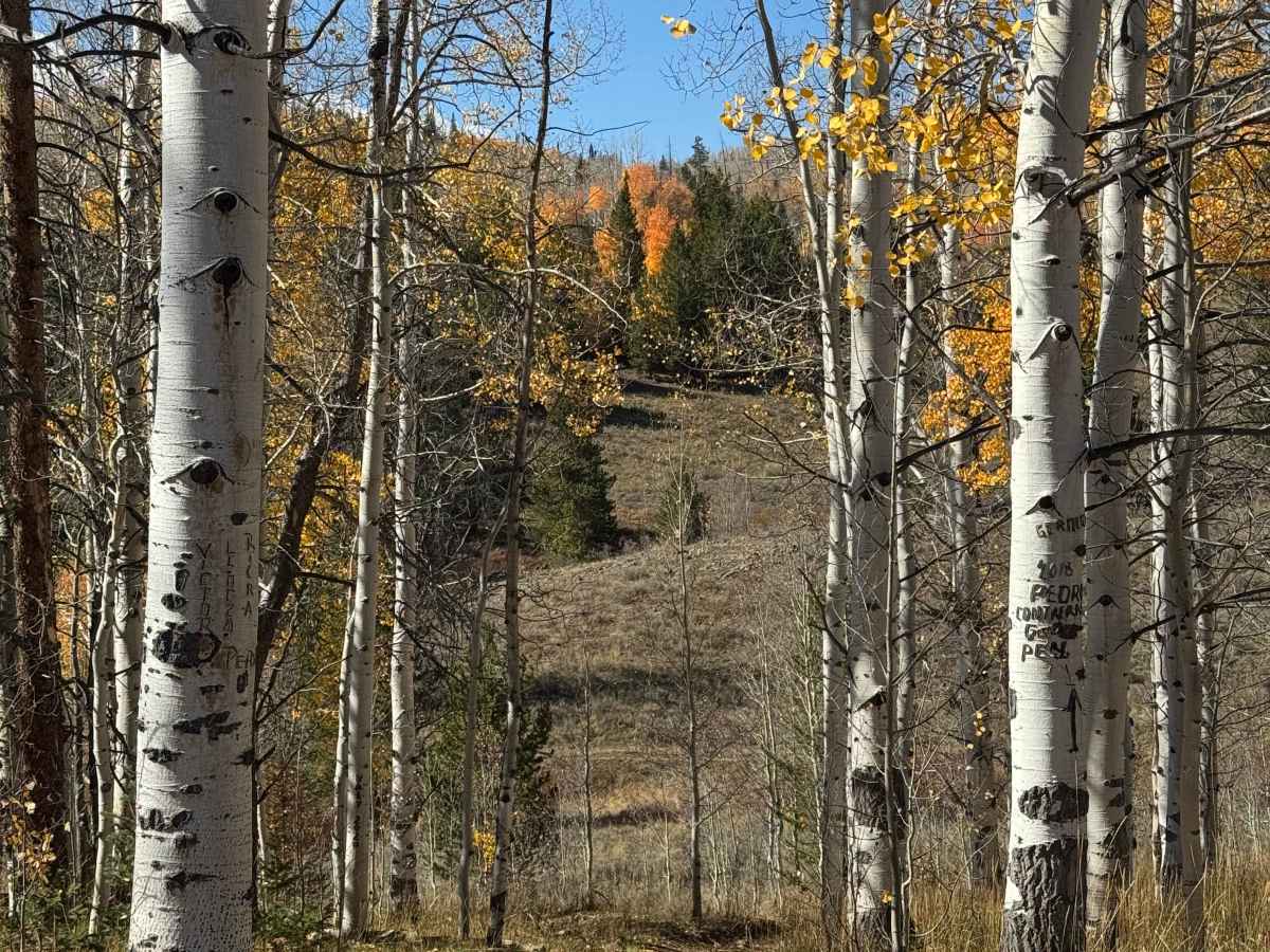 Crane Park Trail photo 2