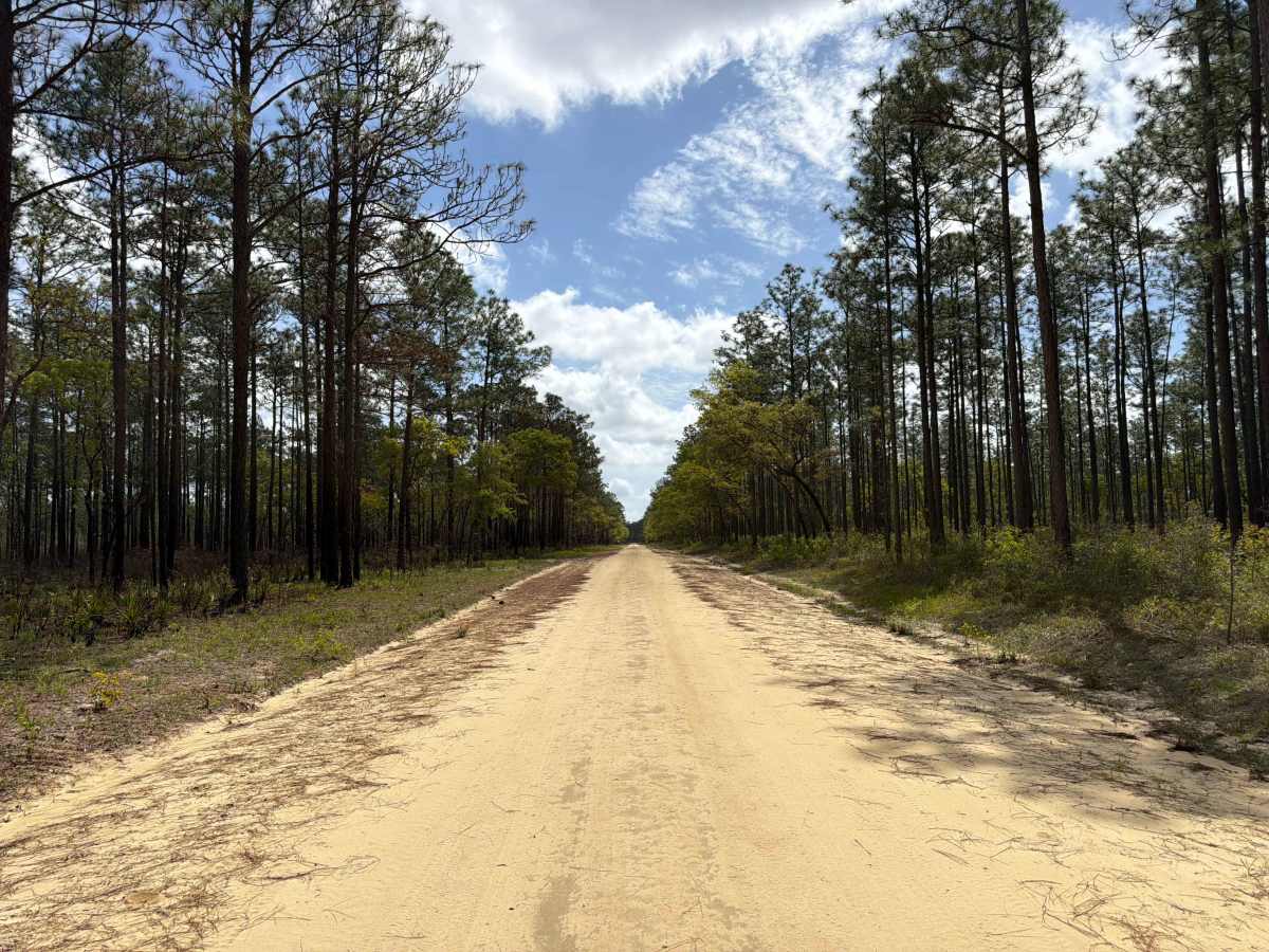 Cross Road - FS 320 trail photo